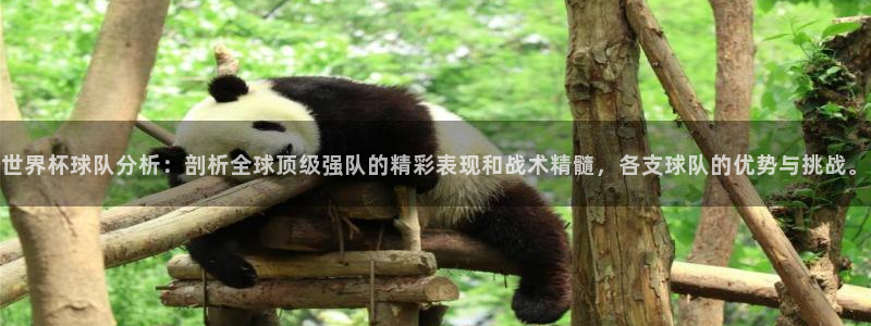 2026世界杯赛程时间表最新:世界杯球队分析:剖析全球顶级强队的精彩表现和战术精髓,各支球队的优势与挑战。